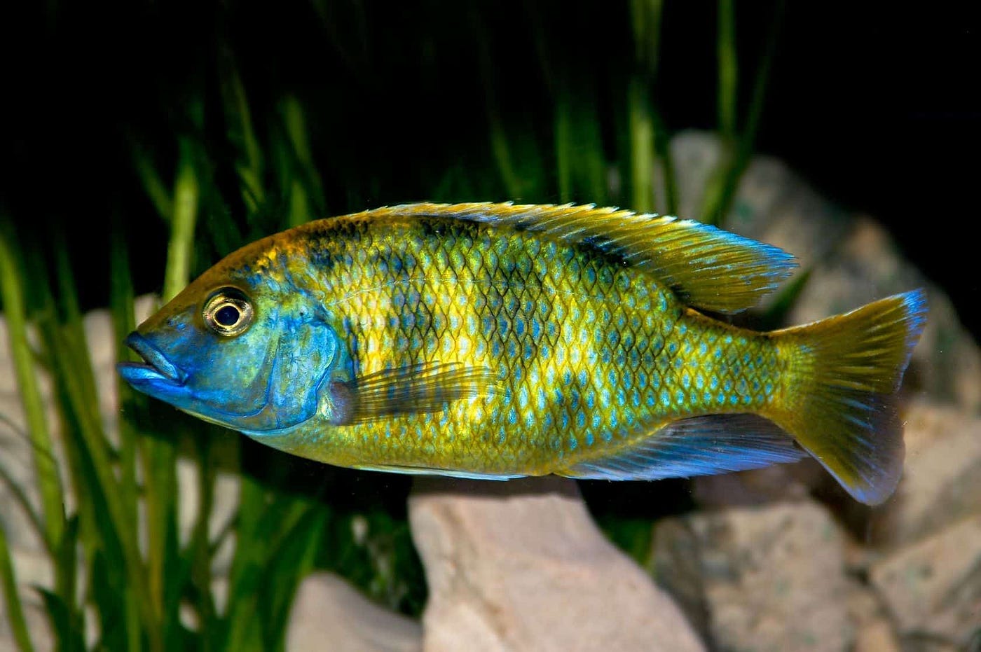 Haplochromis Venustus 3"