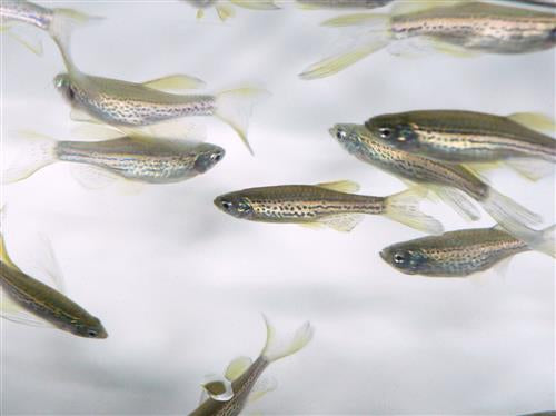 Long Fin Leopard Danio L