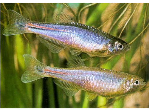 Pearl Danio L