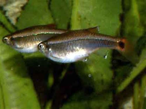 White Cloud Mountain Minnow L