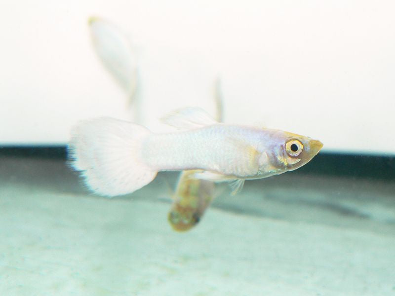 Snow White Male Guppy L