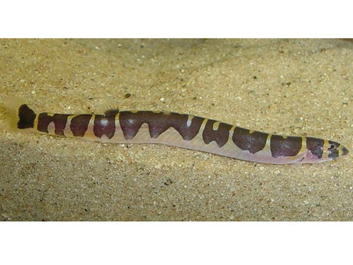 Kuhli Loach L