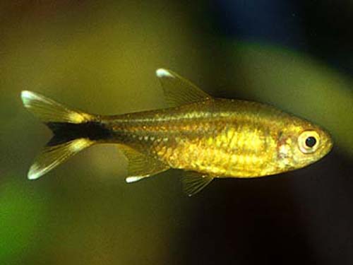 Silvertip Tetra
