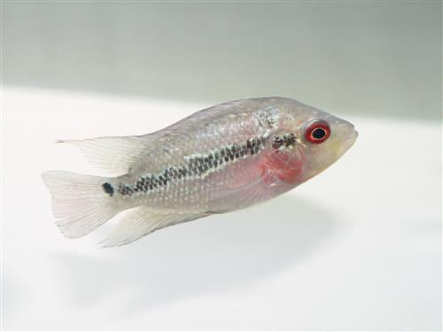 White Polar Parrot Cichlid – Seth's Little Zoo White Polar Parrot Cichlid – Seth's Little Zoo