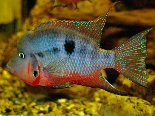 Bolivian Rams ML