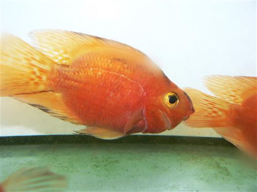 Red Fire Parrot 2.5"