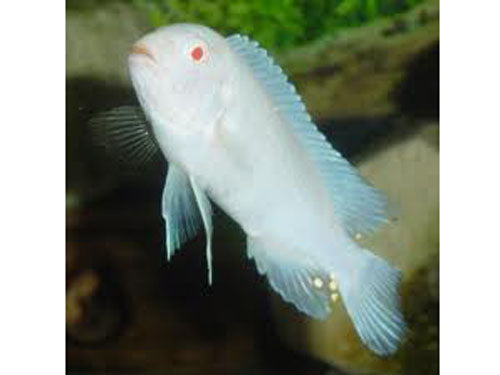Pseudo Albino Ice Blue 2"