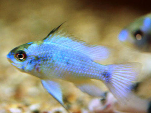Electric Blue Ram M
