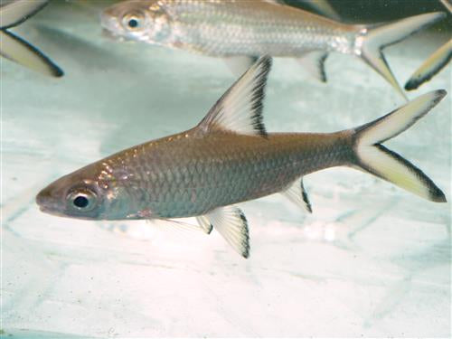 Bala (Silver) Shark 4"