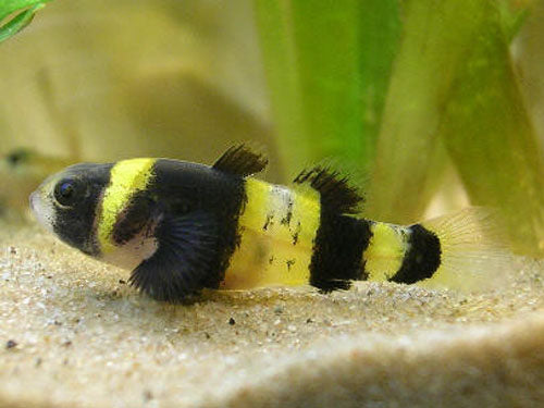 Bumble Bee Goby M