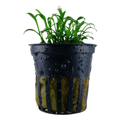 Cryptocoryne Parva