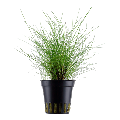 Eleocharis Parvula