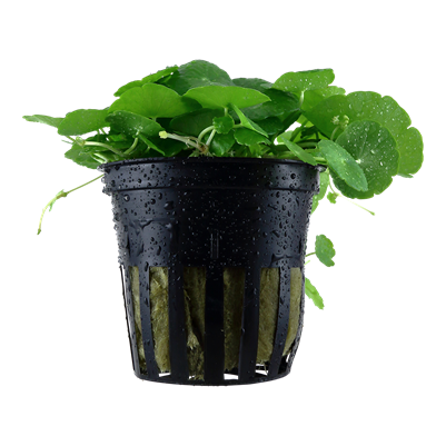 Hydrocotyle Verticillata