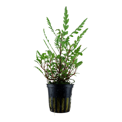 Hygrophila Pinnatifida