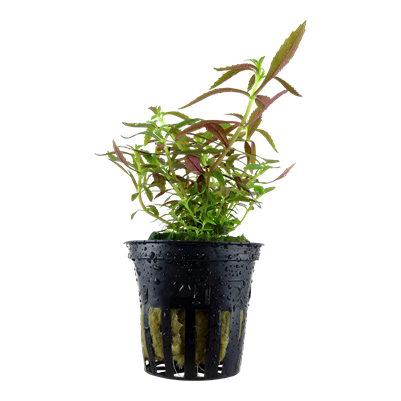 Limnophila Hippuridoides