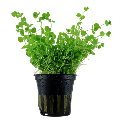 Micranthemum Umbrosum