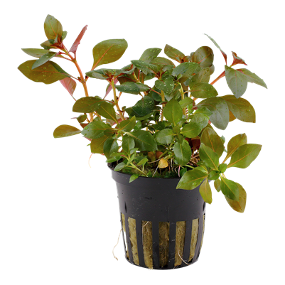 Ludwigia Repens 'Rubin'