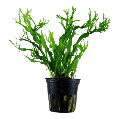 Microsorum Pteropus 'Windeløv'