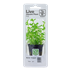 Bacopa monnieri 'Compact'