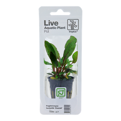 Cryptocoryne beckettii 'Petchii'