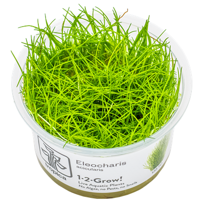 Eleocharis Acicularis