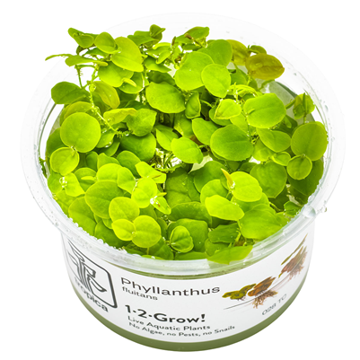 Phyllanthus Fluitans