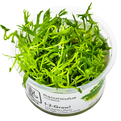 Ranunculus Inundatus