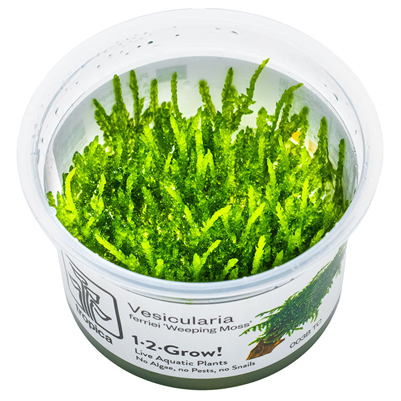 Vesicularia Ferriei 'Weeping Moss'