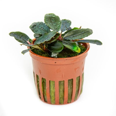 Bucephalandra Sordidula 'Blue'