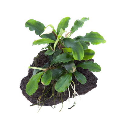 Bucephalandra pygmaea 'Bukit Kelam'