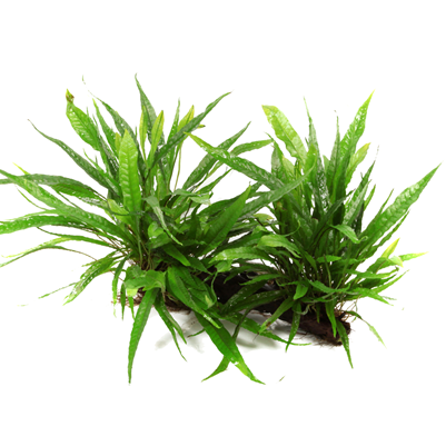 Microsorum Pteropus XL