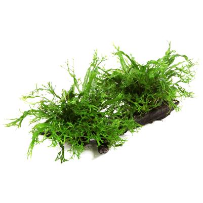Microsorum Pteropus 'Windeløv' XL