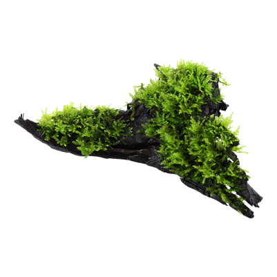 Vesicularia montagnei 'Christmas Moss'