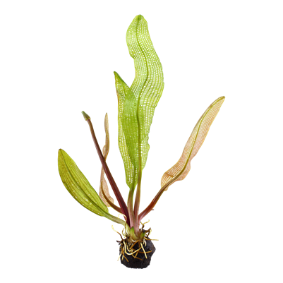 Aponogeton Madagascariensis