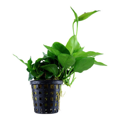 Anubias Barteri Var. Nana 'Large'