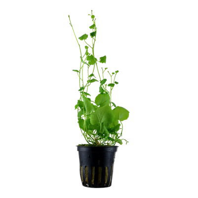 Cardamine Lyrata