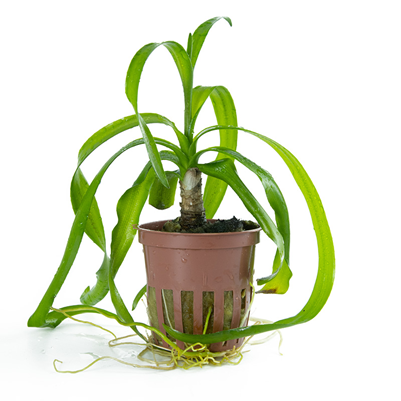 Crinum Thaianum