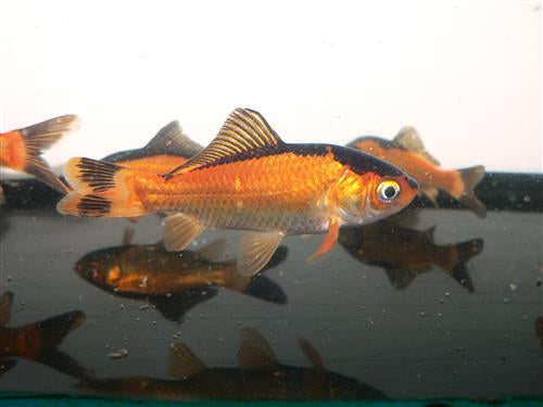 Red & Black Goldfish 1.5-2"