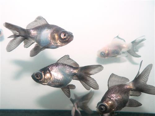 Black & White Panda Oranda M