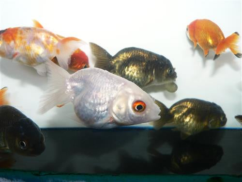 Assorted Ranchu M
