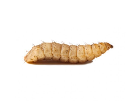 Mini Mealworm Pre-Pack