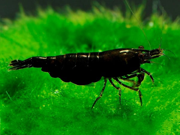 Black Shrimp
