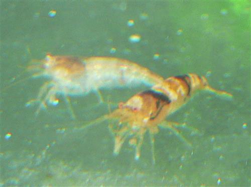 Bumble Bee Shrimp