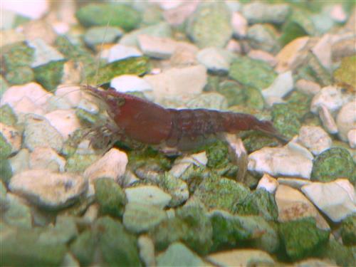 Cherry Shrimp L
