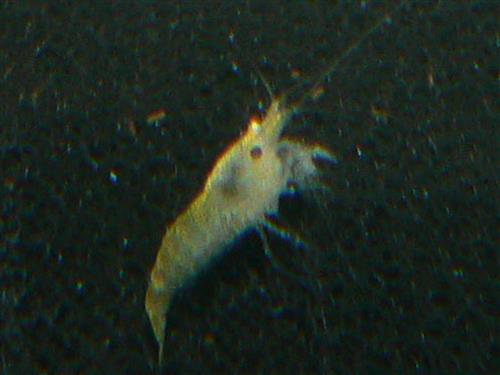 Yellow Fire Shrimp