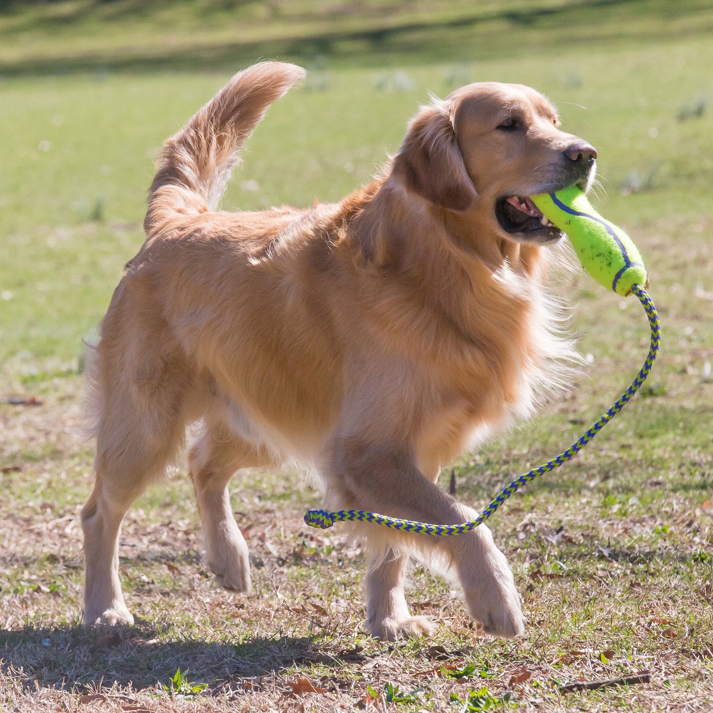 KONG AirDog Fetch Stick with Rope L