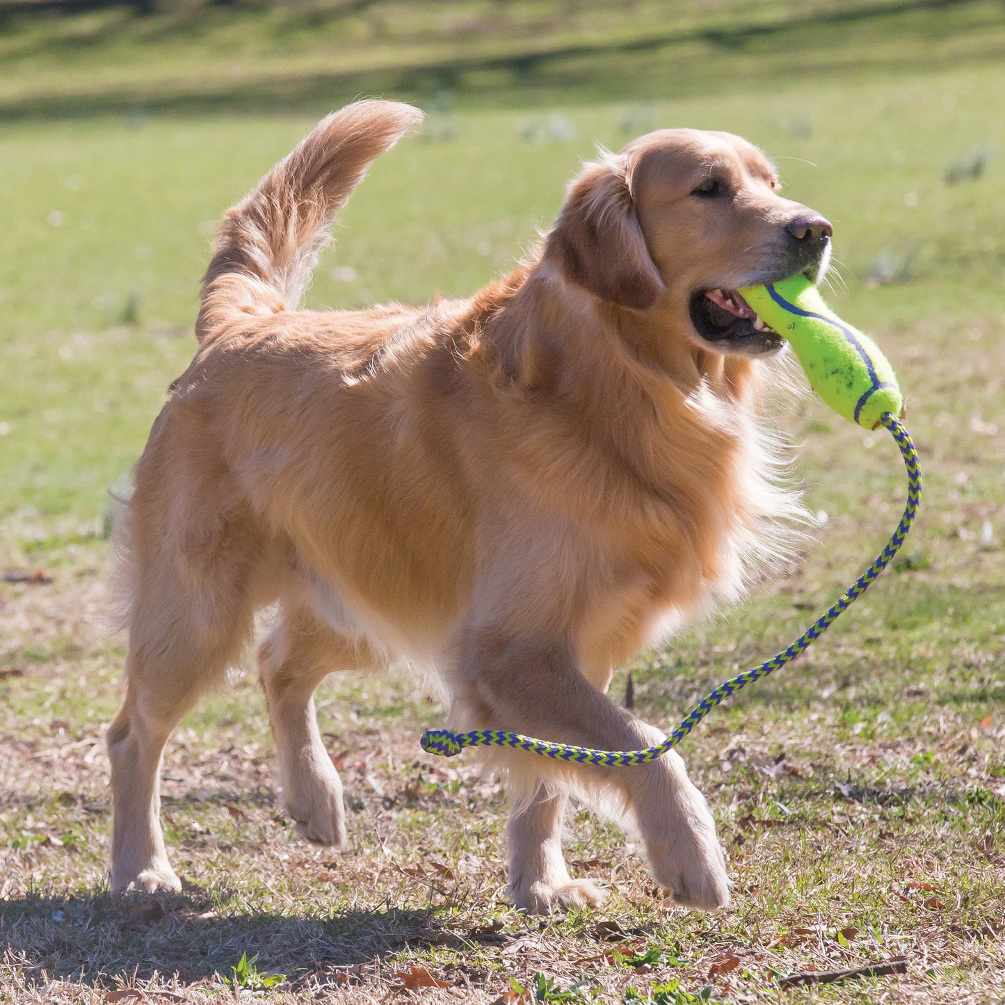 KONG AirDog Fetch Stick with Rope M