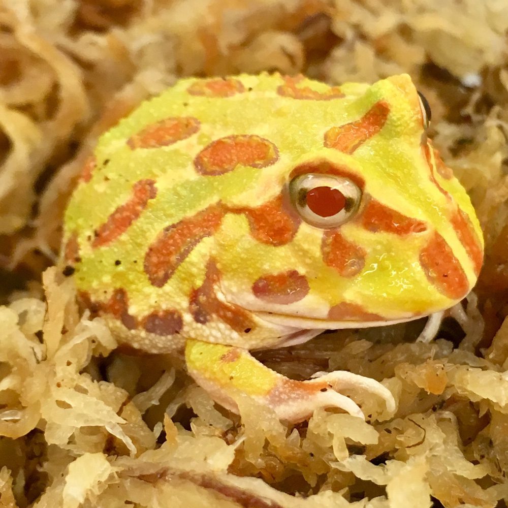 Albino Horned Frog