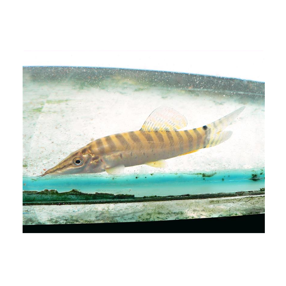Banded Tiger Loach