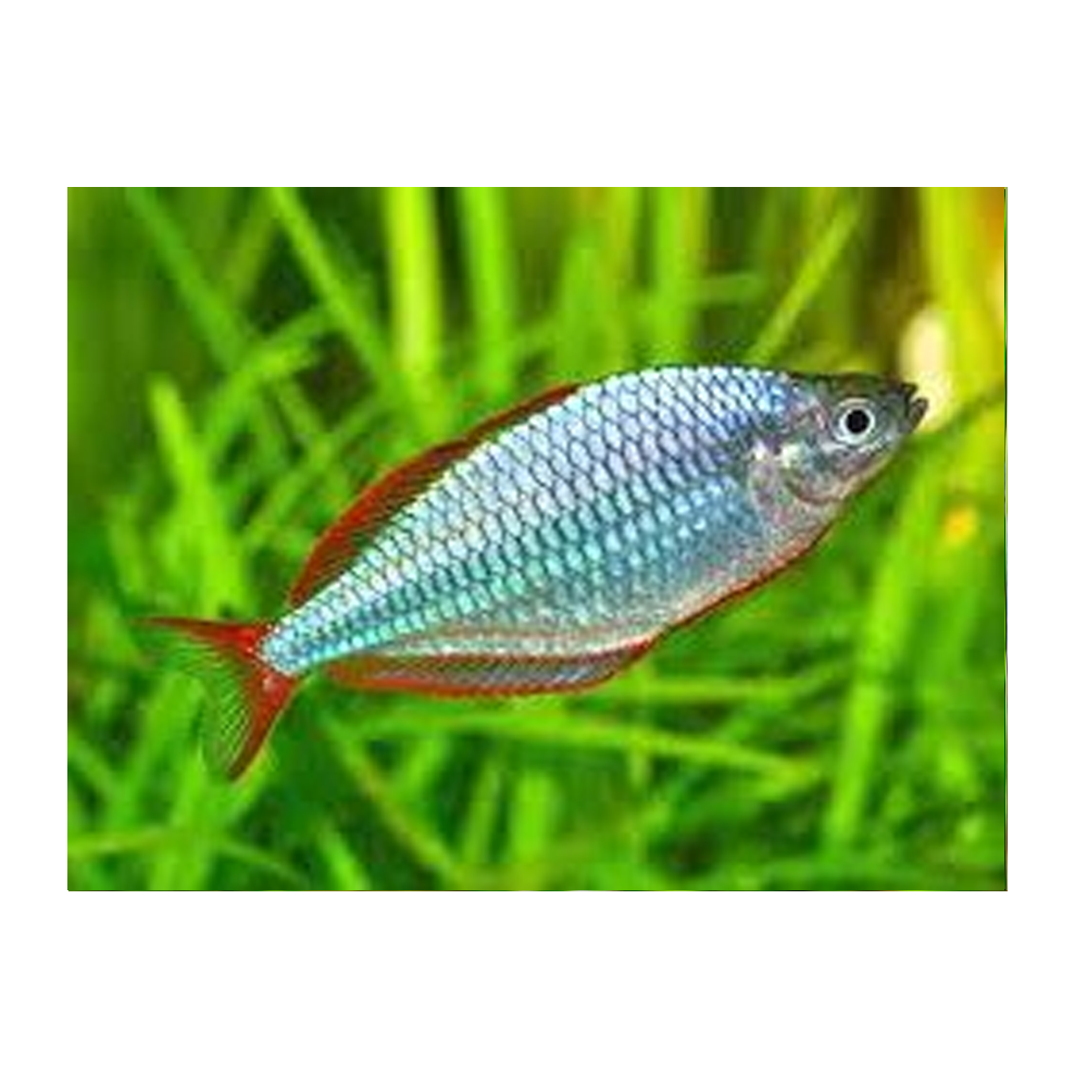 Neon Blue Dwarf Rainbow